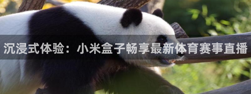 沉浸式体验：小米盒子畅享最新体育赛事直播